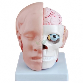 Head and Facial Model